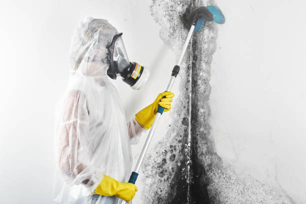 Best Mold-Related Health Consultation  in Taft, TX